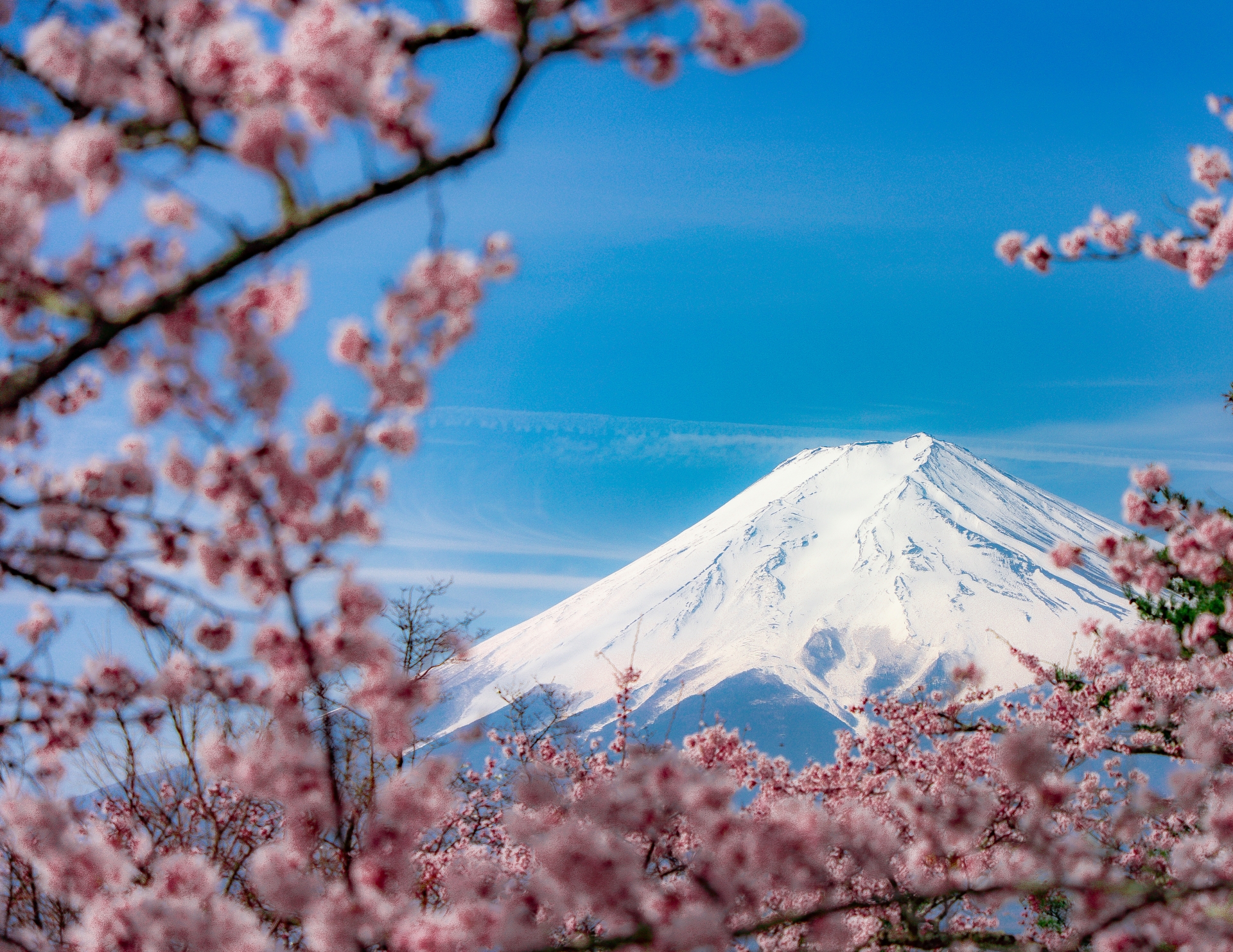 富士吉田】子連れでお花見10選！富士山＆桜のコラボが楽しめるスポット