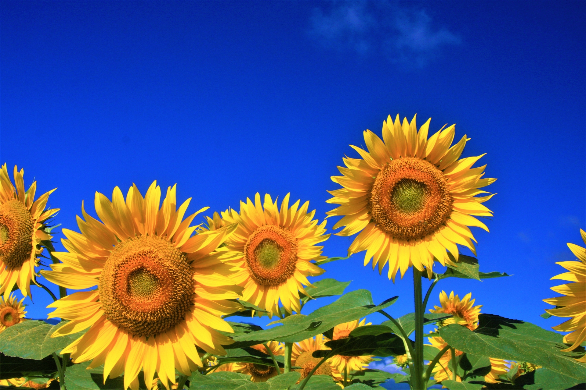 山梨】子連れで行きたいひまわり畑5選！名所に穴場、水遊びができる